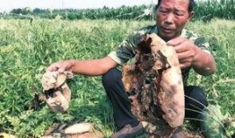 成武吃瓜最新事件爆料视频,最新爆料视频揭露惊人内幕